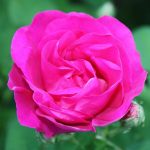Bild zum Rosen-Seminar
