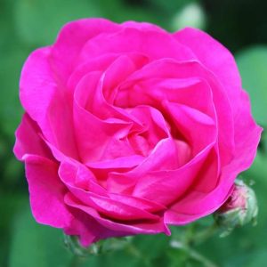 Bild zum Rosen-Seminar