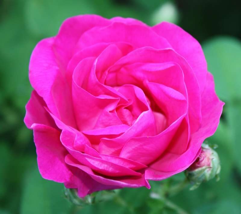 Bild zum Rosen-Seminar