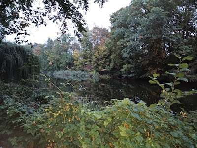 Kräuterwanderung Berlin Rehberge